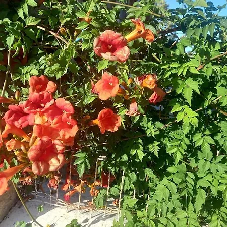 Prázdninový dům A La Campagne De 2 A 12 Pers *